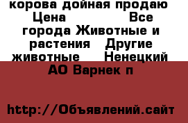корова дойная продаю › Цена ­ 100 000 - Все города Животные и растения » Другие животные   . Ненецкий АО,Варнек п.